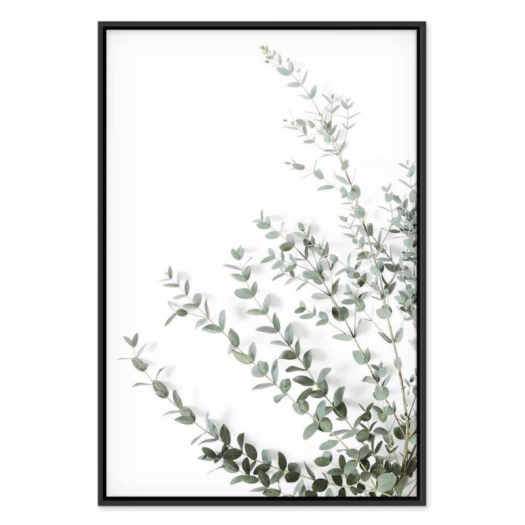 Obraz - Eukaliptus Parvifolia (1-częściowy) pionowy