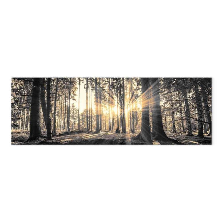 Obraz - Leśne słońce
