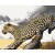 Obraz do samodzielnego malowania - Gepard