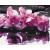 Obraz do samodzielnego malowania - Fioletowa orchidea
