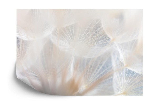 Fototapeta Abstract Dandeli. Seed Macro Closeup. Soft Focus