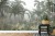 Fototapeta Tropical Trees And Leaves For Digital Printing Wallpaper  Custom Design Wallpaper - 3D