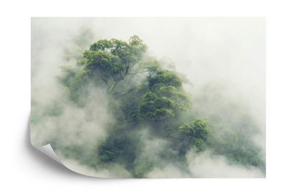 Fototapeta Tropical Forest In Japan  Nature Jungle With Green Tree And Fog  Concept Of Zin Therapy Comfortable Freedom Relaxing For Spa And Yoga  Eco Natural Sustainable Conservation