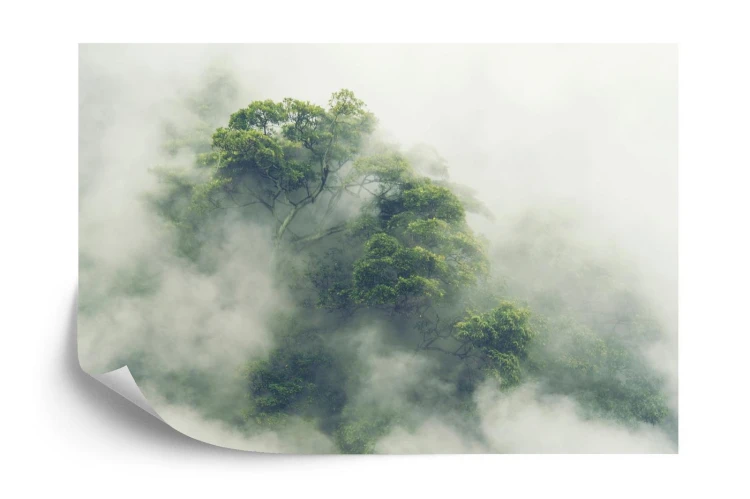 Fototapeta Tropical Forest In Japan  Nature Jungle With Green Tree And Fog  Concept Of Zin Therapy Comfortable Freedom Relaxing For Spa And Yoga  Eco Natural Sustainable Conservation