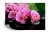 Fototapeta Orchidea Spa