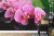 Fototapeta Orchidea Spa