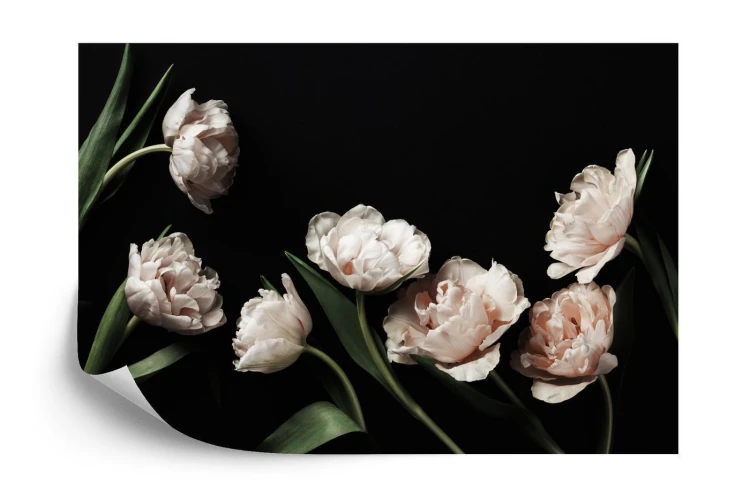 Fototapeta Peonie I Zielone Liście