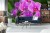 Fototapeta Kwiaty Orchidei 3D