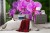 Fototapeta Kwiaty Orchidei 3D