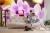 Fototapeta Tropikalna Orchidea