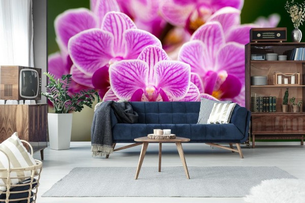 Fototapeta Bukiet Orchidei