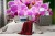 Fototapeta Bukiet Orchidei
