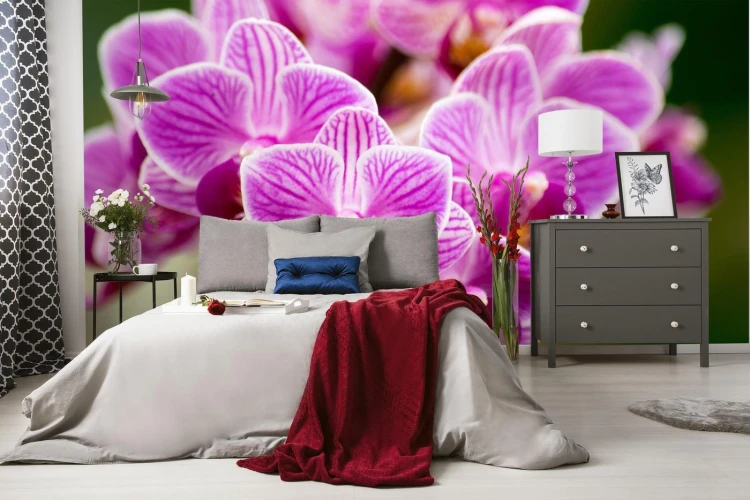 Fototapeta Bukiet Orchidei