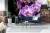 Fototapeta Piękne Orchidee