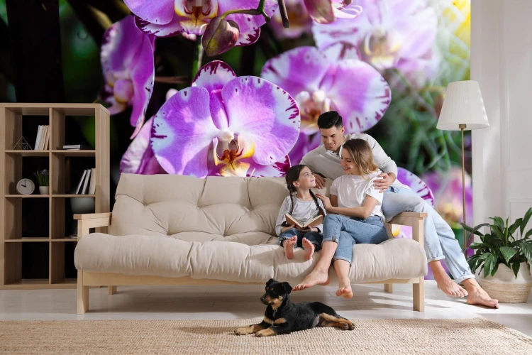 Fototapeta Piękne Orchidee