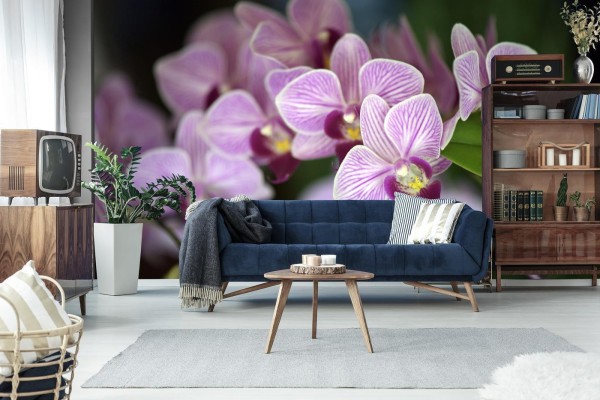 Fototapeta Piękne Orchidee