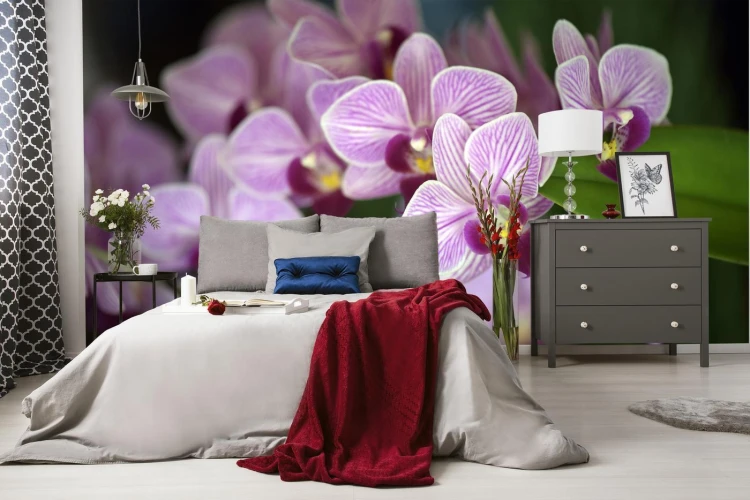 Fototapeta Piękne Orchidee