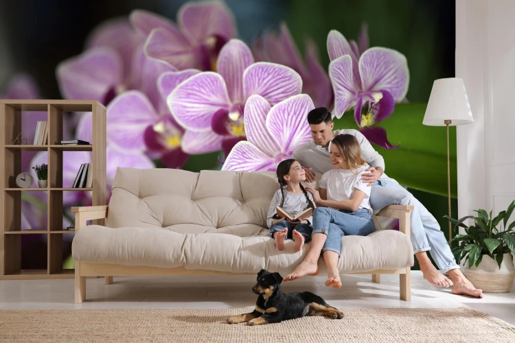 Fototapeta Piękne Orchidee
