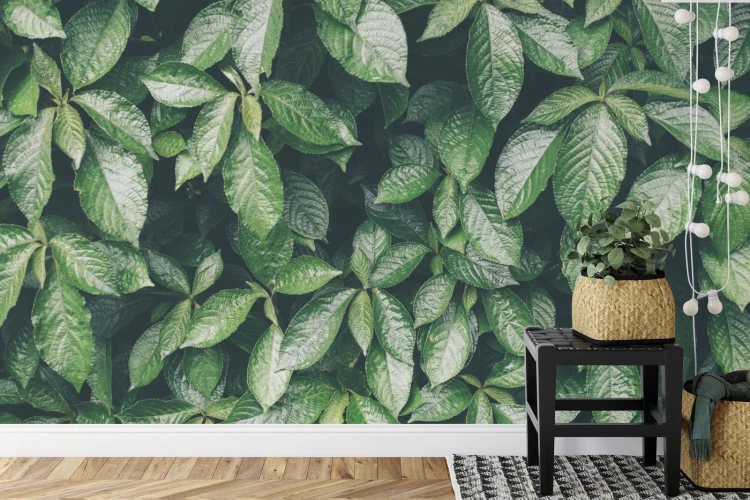 Fototapeta Liście Natura